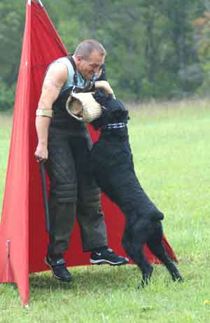 Schuetzen dog hot sale
